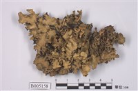 藏品(類斑葉衣屬)的圖片